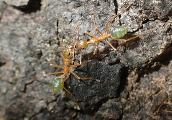 ants